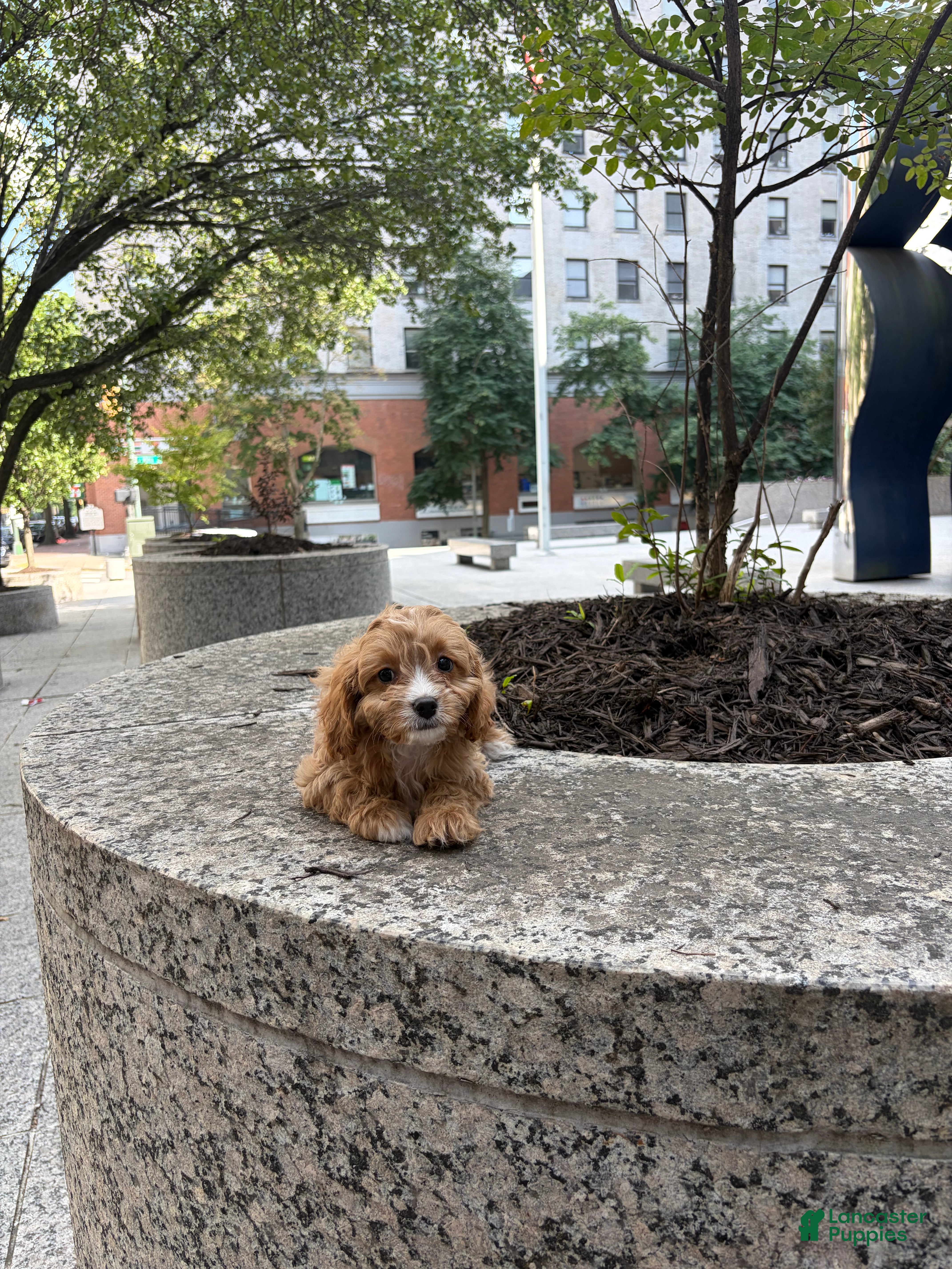 Cavapoo dogs for sale:  Cisco - Ad 2