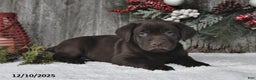 Labrador Retriever dogs for sale: Clifford - Ad 5