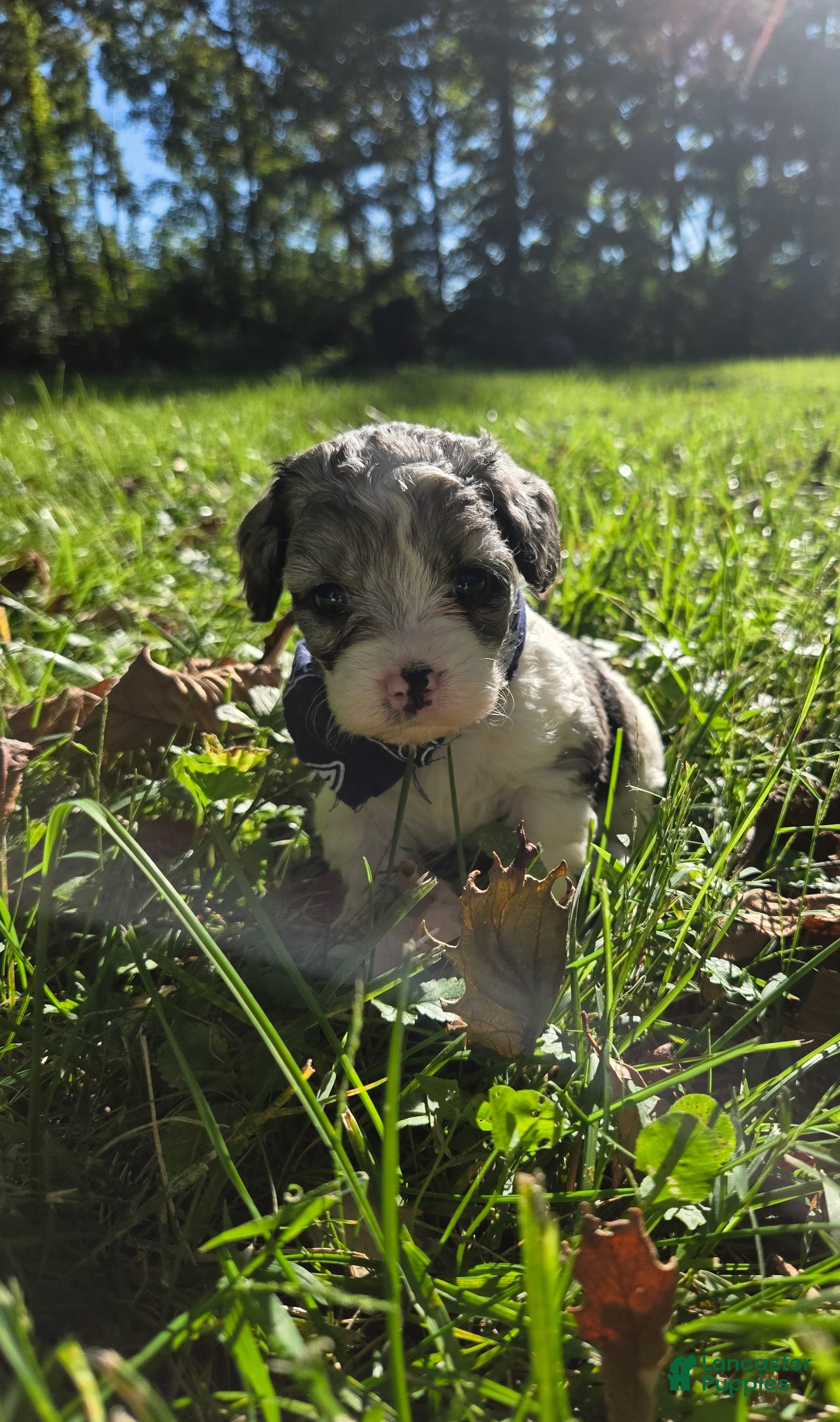 Cavapoo dogs Rose - Ad 2