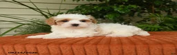 Maltipoo dogs for sale: Olivia - Ad 4