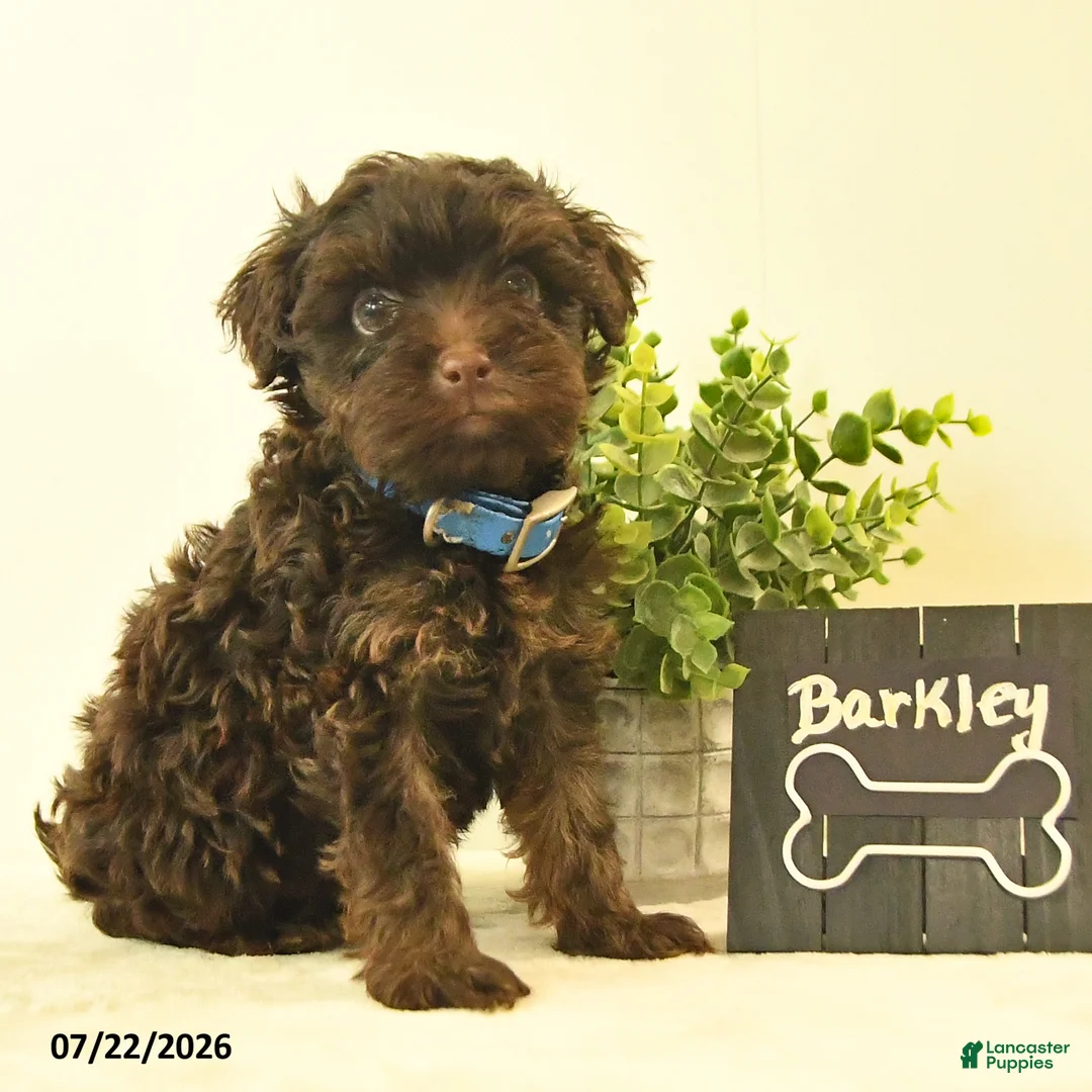 Havapoo dogs for sale: Barkley - Ad 2