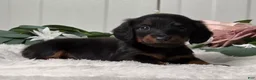 Miniature Dachshund dogs for sale: Jasper - Ad 3
