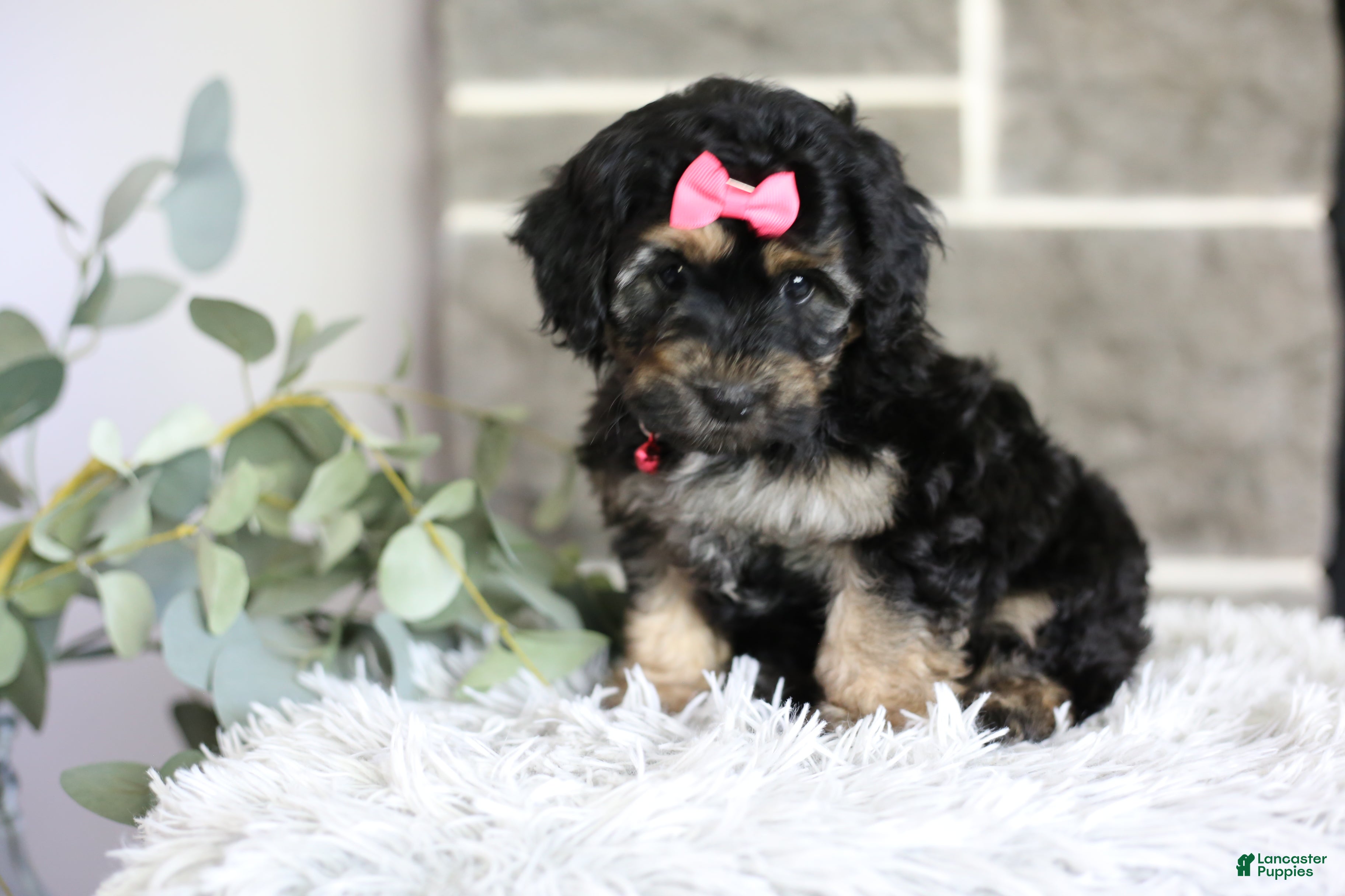 Maltipoo dogs Cove - Ad 2