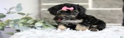 Maltipoo dogs for sale: Cove - Ad 3