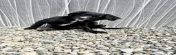 Mixed Breed dogs for sale: Wakanda - Ad 11