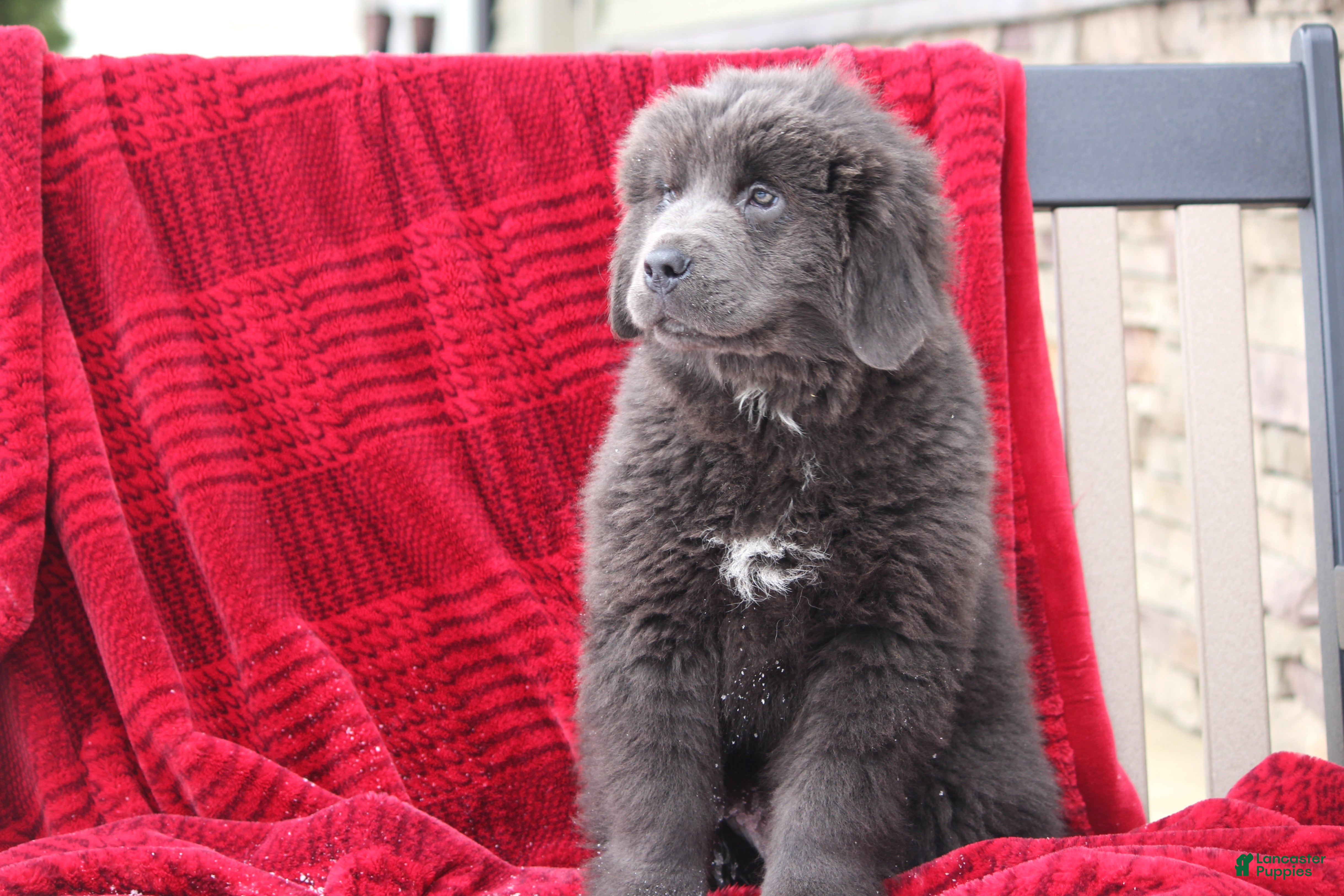 Newfoundland dogs Tess - Ad 2