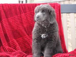 Newfoundland dogs Tess - Ad 2