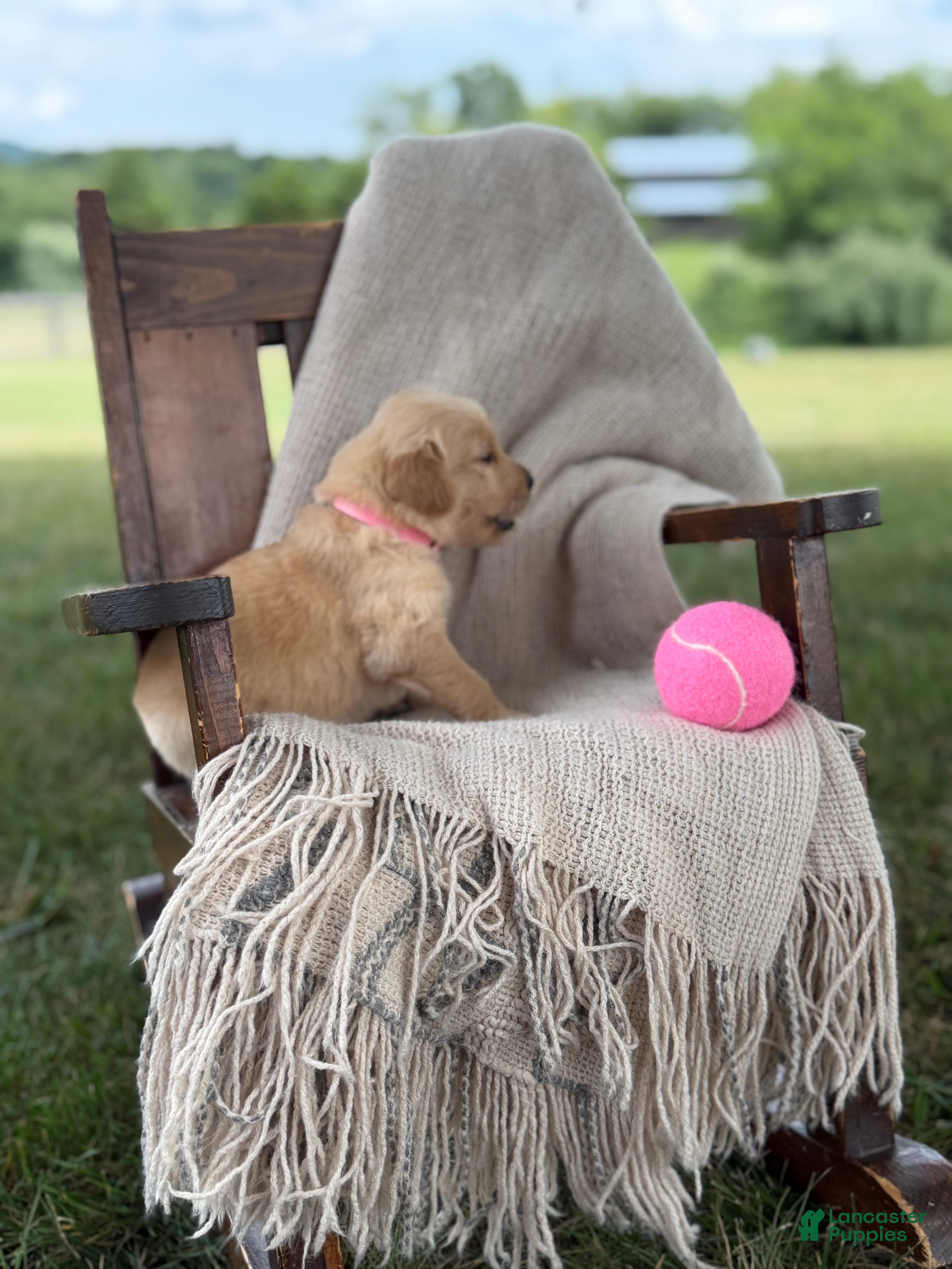 Golden Retriever dogs Vegas - Ad 2