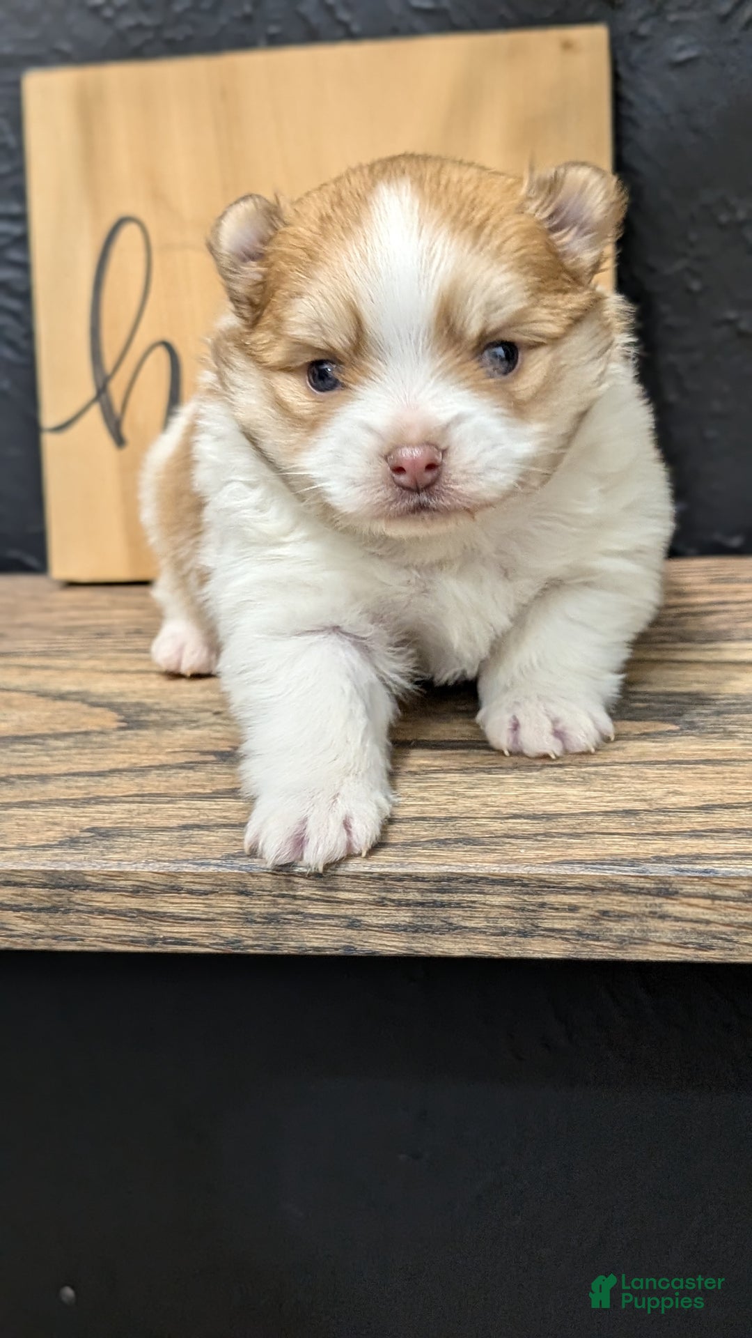 Pomeranian dogs for sale: Yeti  - Ad 3