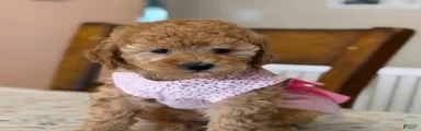 Toy Poodle Puppy 2