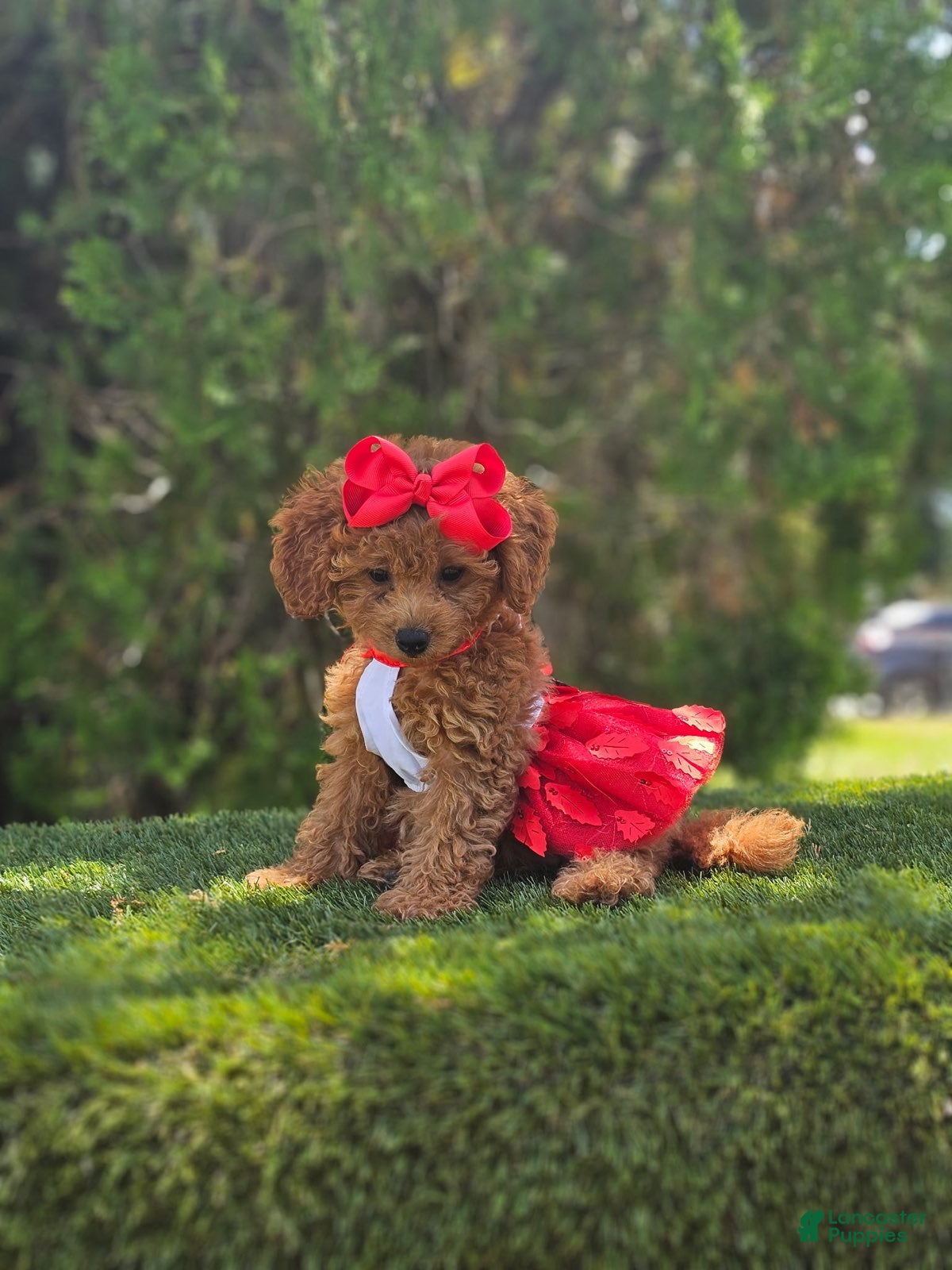 Goldendoodle dogs Cherry Couture - Ad 2