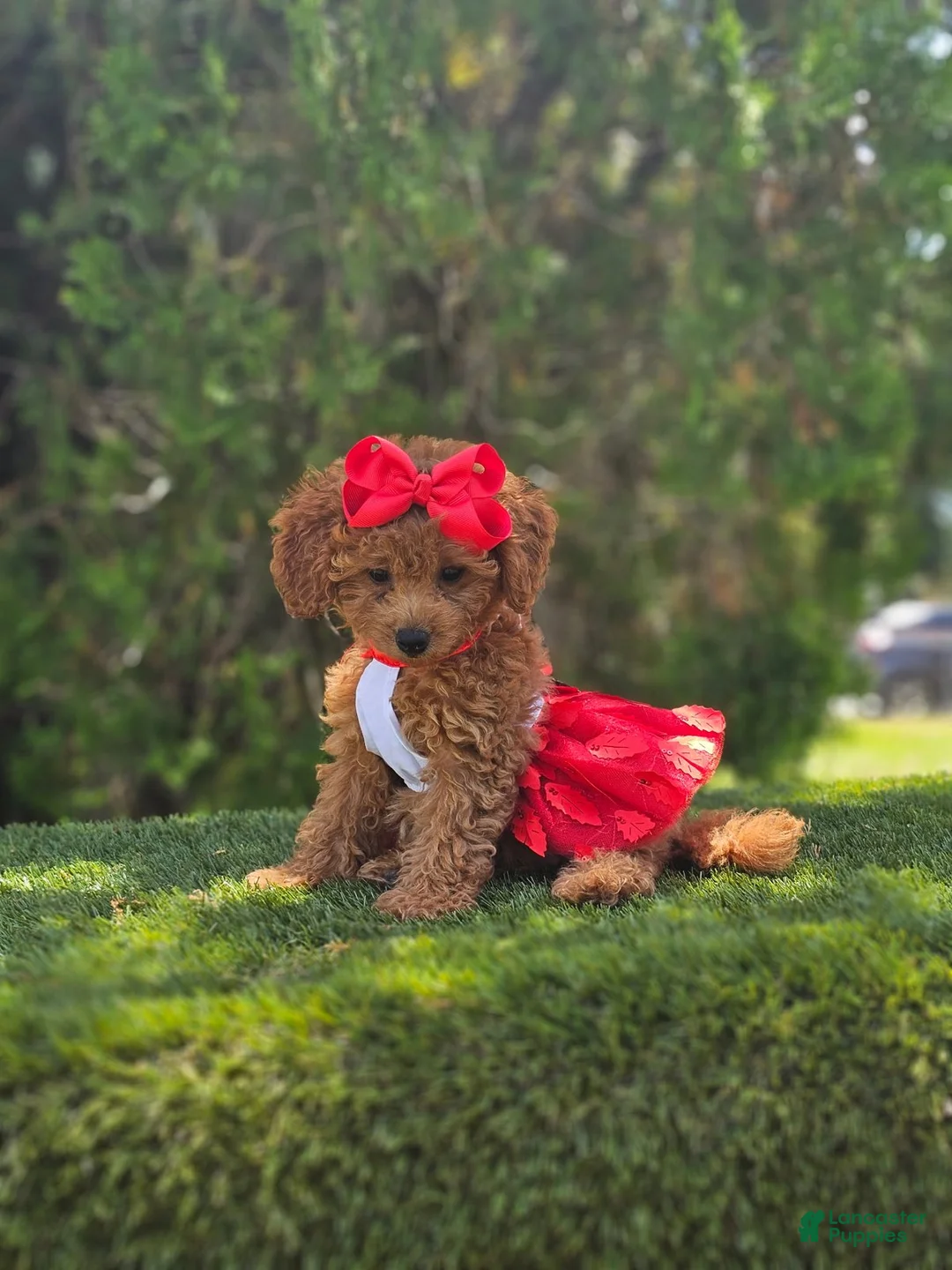 Goldendoodle dogs for sale: Cherry Couture - Ad 2
