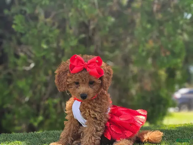 Goldendoodle dogs for sale: Cherry Couture - Ad 2