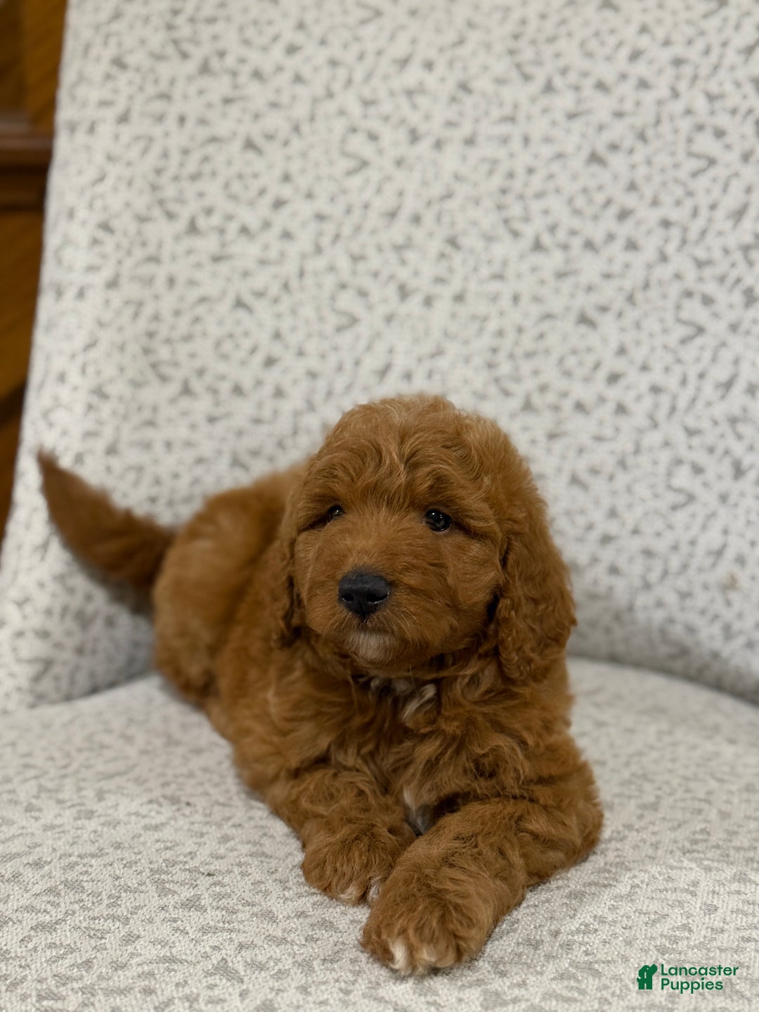 Goldendoodle dogs for sale: Pearl - Ad 5