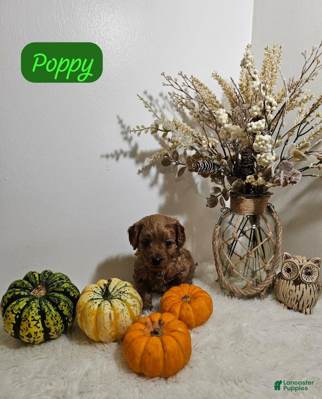 Cavapoo dogs Poppy - Ad 12