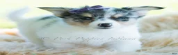 Chihuahua dogs for sale: Sunflower - Ad 4