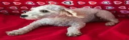 Toy Poodle dogs for sale: Mimi - Ad 7