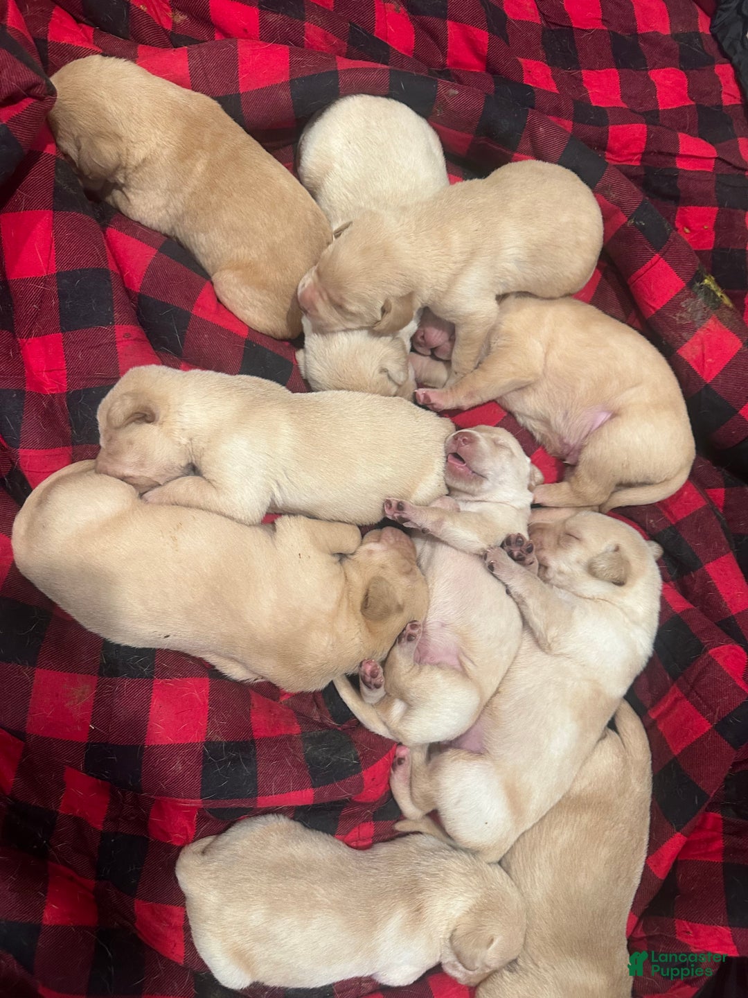 Labrador Retriever dogs for sale: Labrador Retriever Puppy 2 - Ad 6