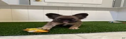 French Bulldog dogs for sale: French Bulldog Puppy 1 - Ad 12