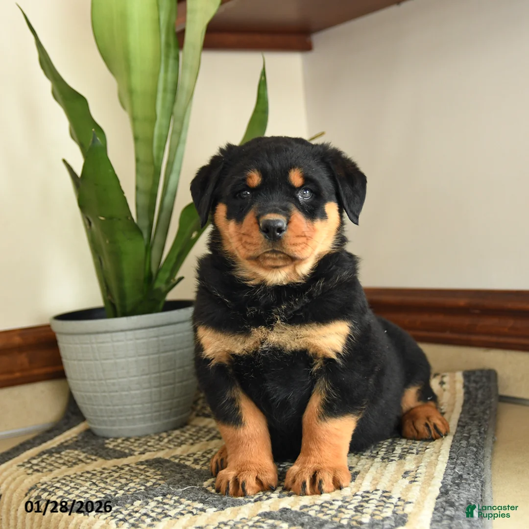 Rottweiler dogs for sale: Denis - Ad 1