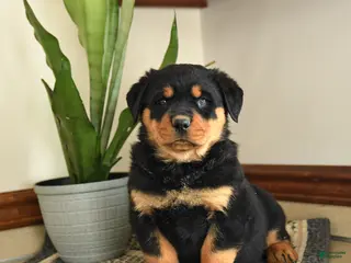 Rottweiler dogs Denis - Ad 9