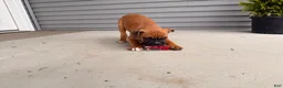 Boxer dogs for sale: Bethany - Ad 1