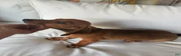 Dachshund dogs for sale: Dachshund 1 - Ad 4