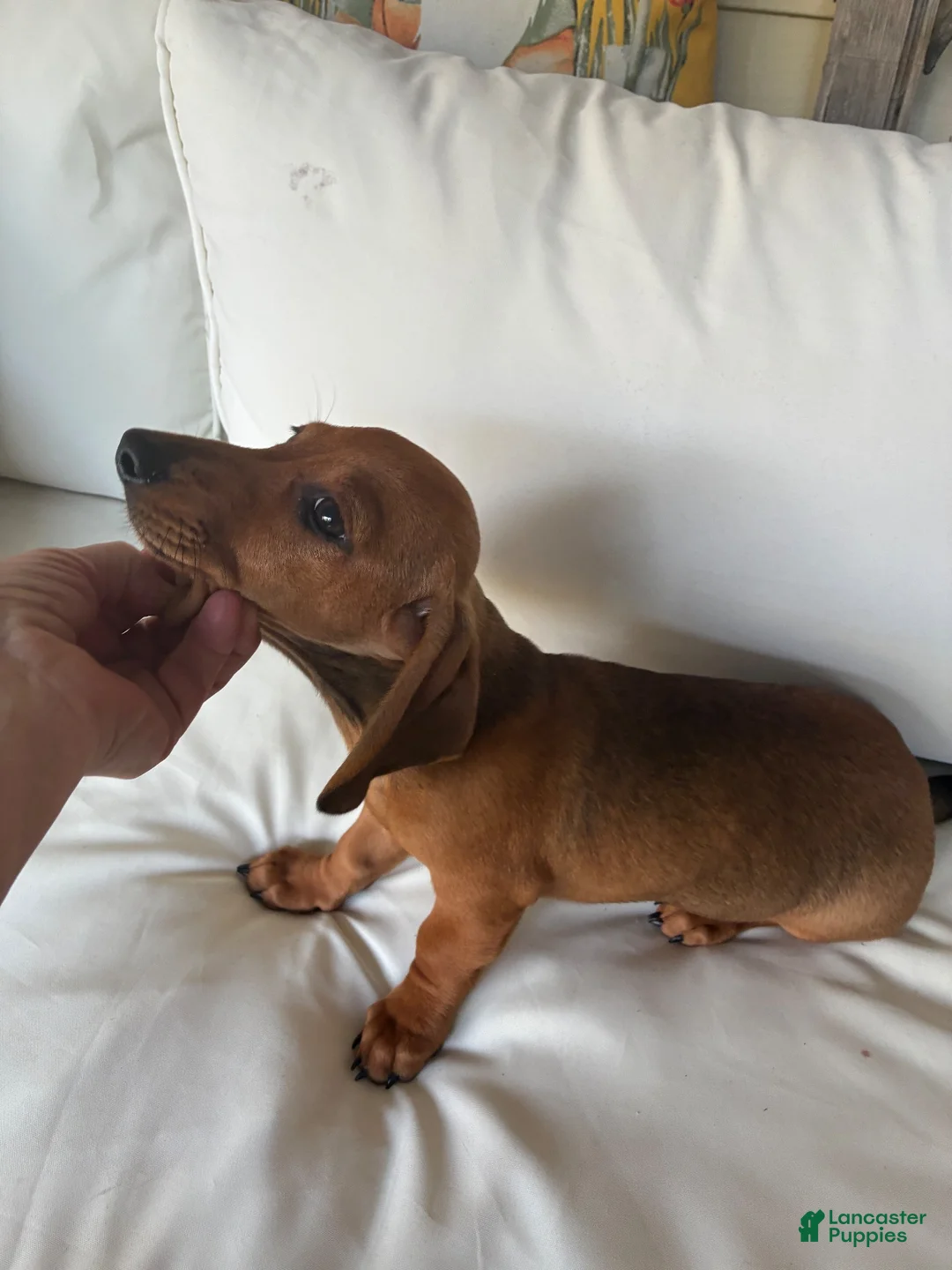 Dachshund dogs for sale: Dachshund 1 - Ad 4