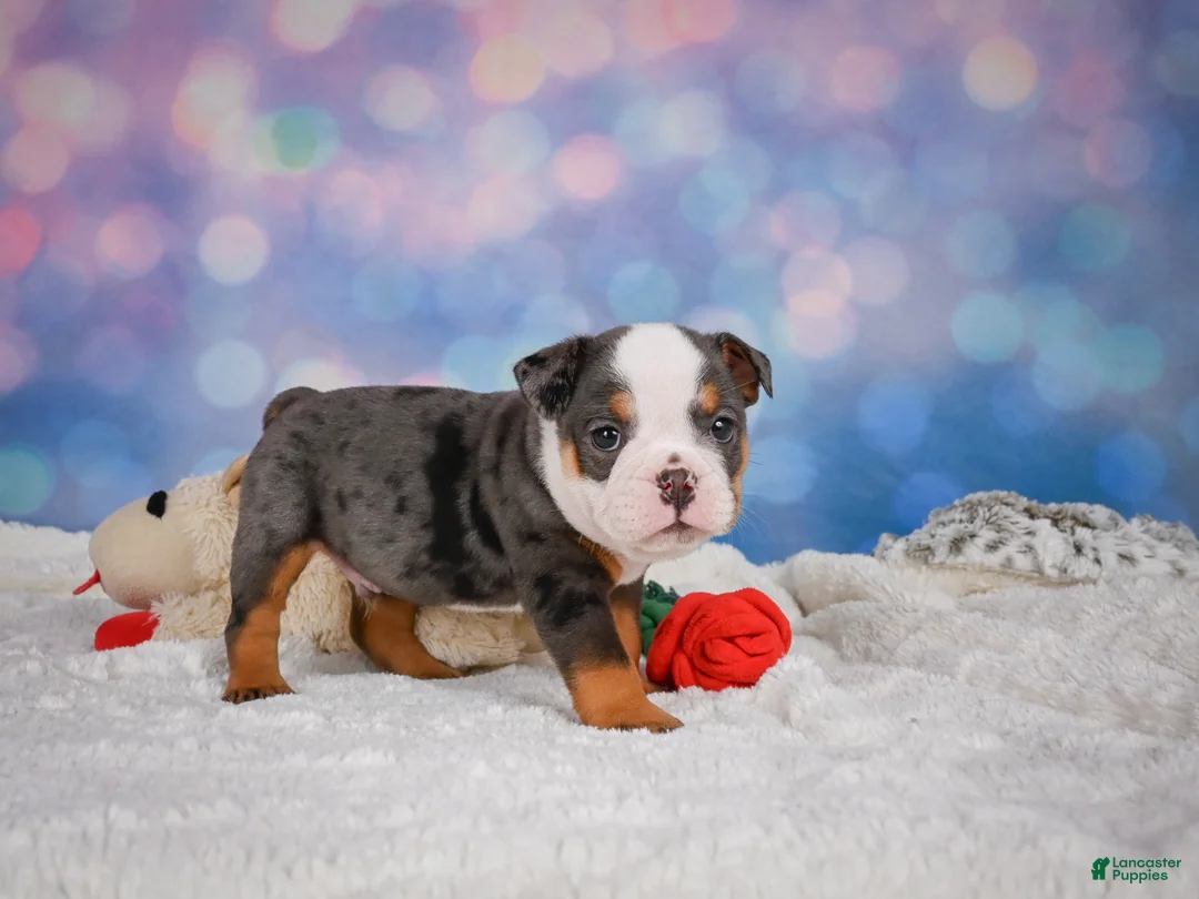 English Bulldog dogs for sale: Bruno - Ad 2