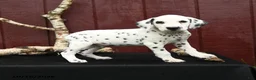 Dalmatian dogs for sale: Jet - Ad 3