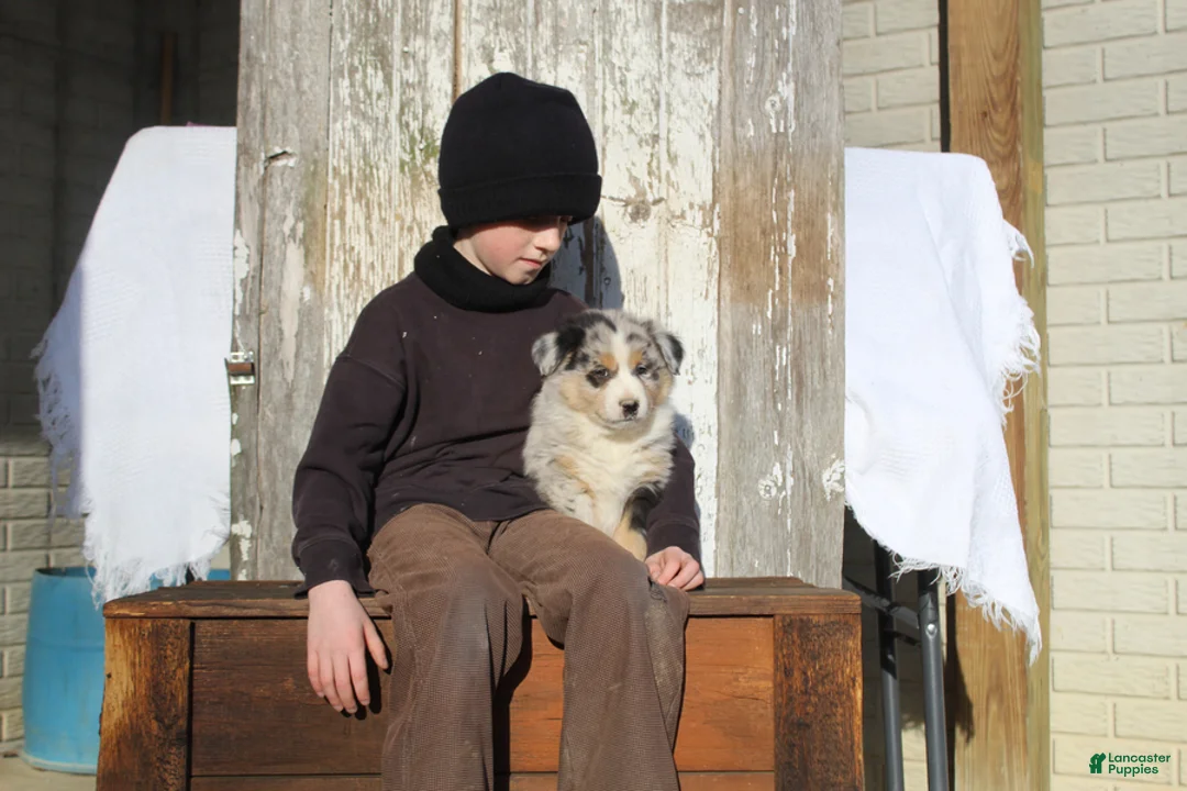 Australian Cattle Dog dogs for sale: Teddy - Ad 7