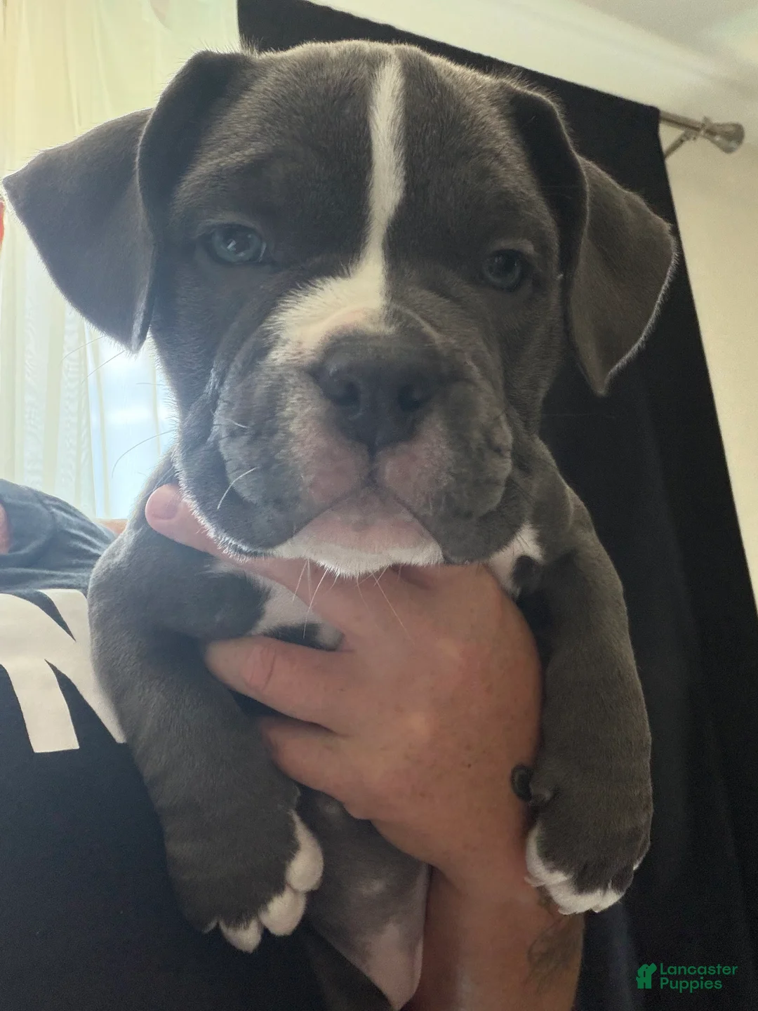 American Bully dogs for sale: American Bully 5 - Ad 2