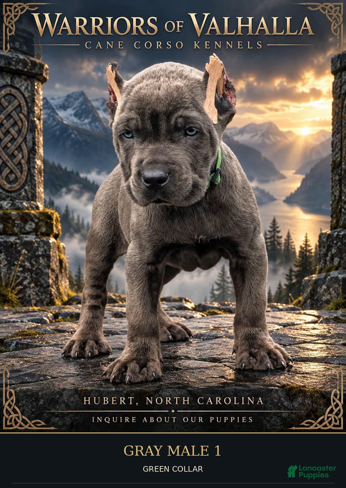 Cane Corso dogs Gray Cane Corso Male 1 - Ad 1