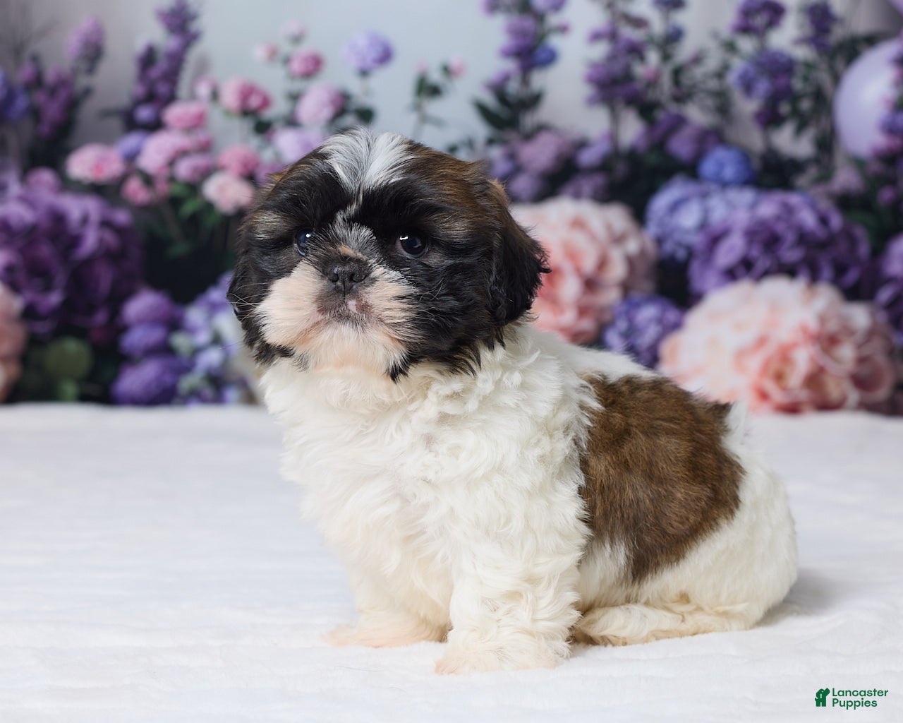 Shih Tzu dogs Roscoe - Ad 2