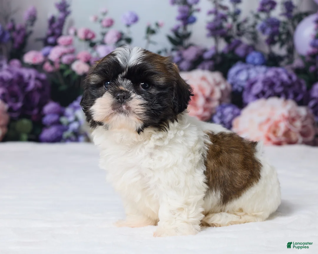 Shih Tzu dogs for sale: Roscoe - Ad 2