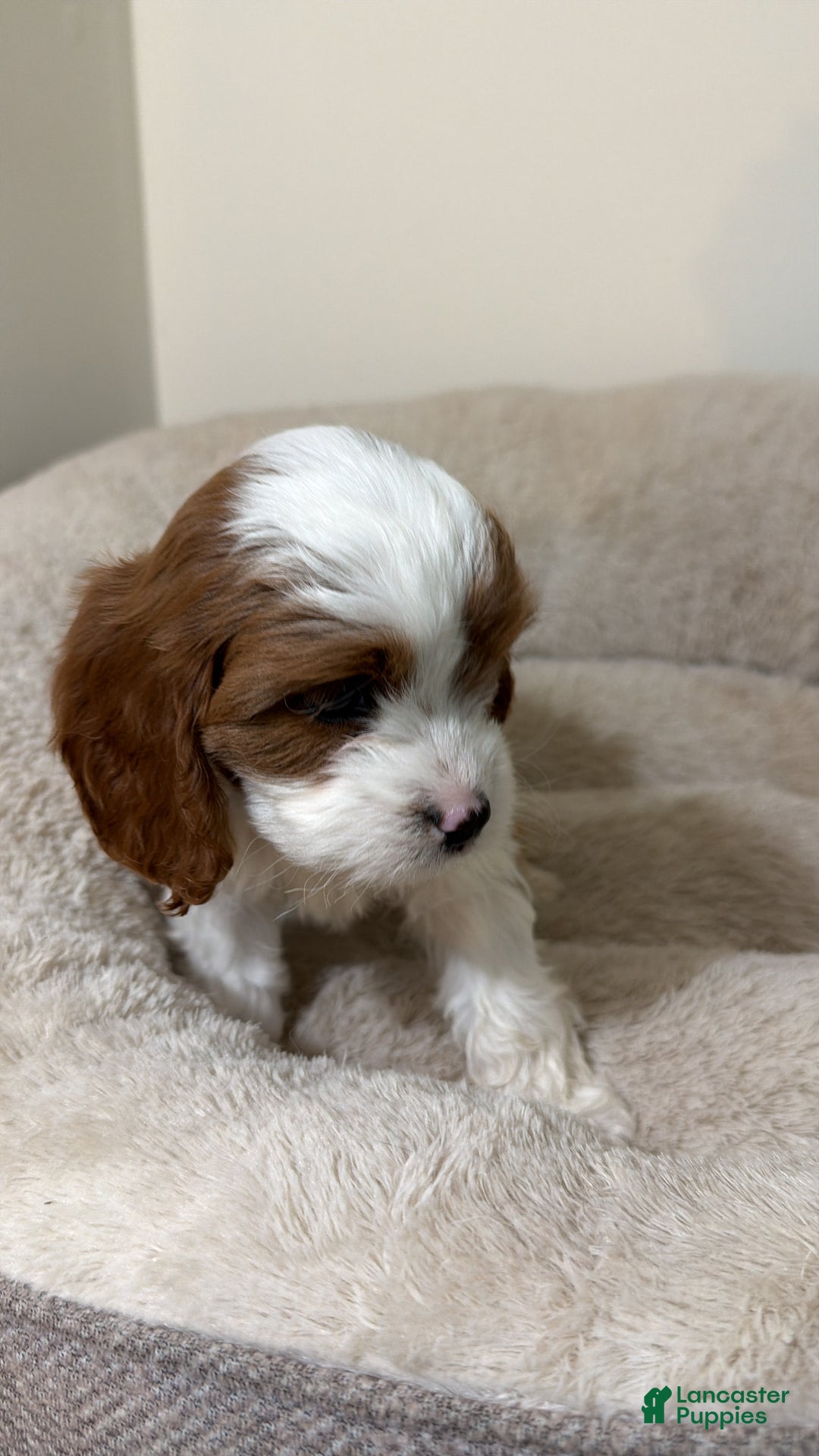 Cavapoo dogs for sale: Bailey  - Ad 2
