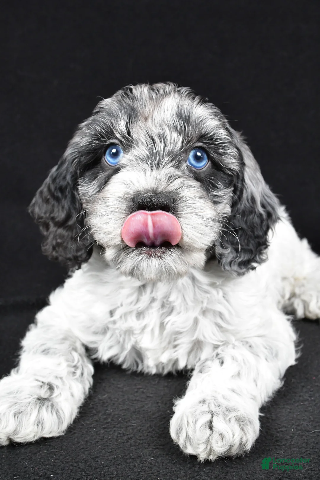 Cockapoo dogs for sale: Dante - Ad 5