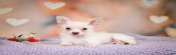 Chihuahua dogs for sale: DUKE - Ad 5