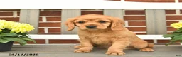 Miniature Golden Retriever dogs for sale: Bennet - Ad 9