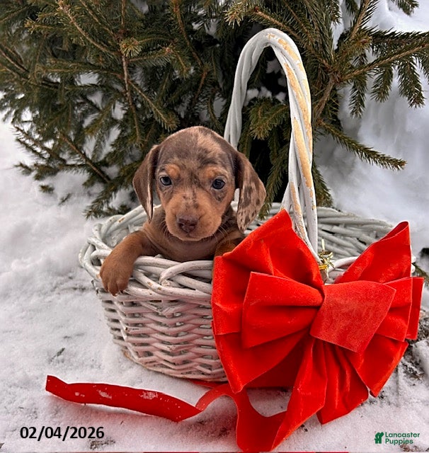 Miniature Dachshund dogs Cassidy - Ad 31