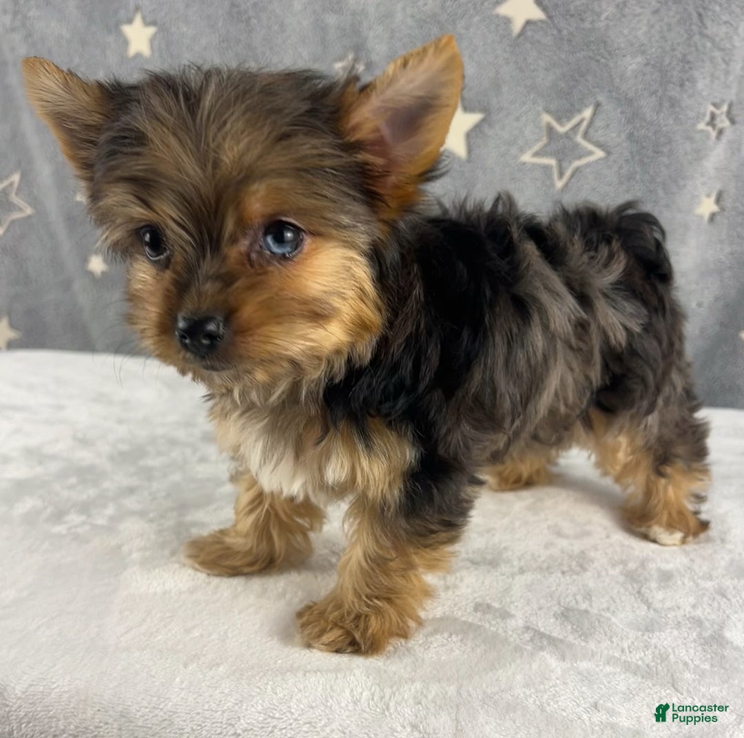 Yorkshire Terrier dogs for sale: Poppy - Ad 14