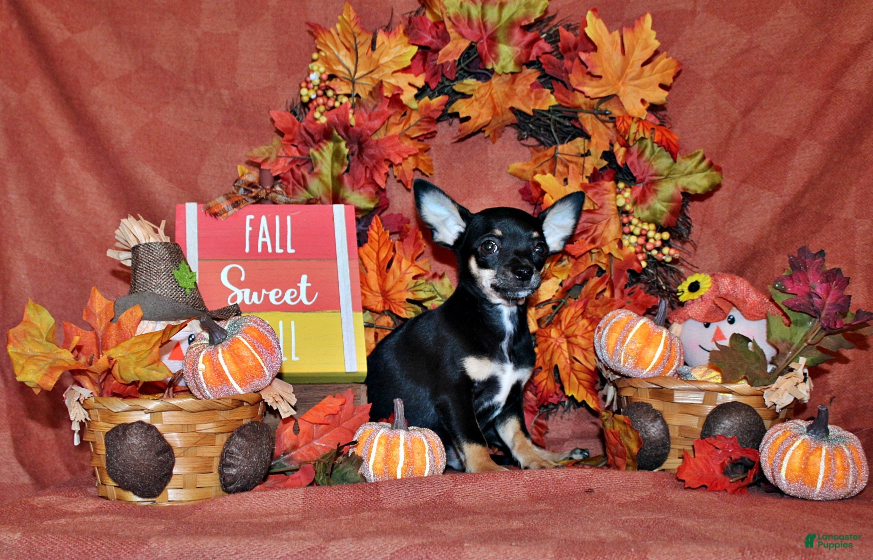 Chihuahua dogs Marty - Ad 1