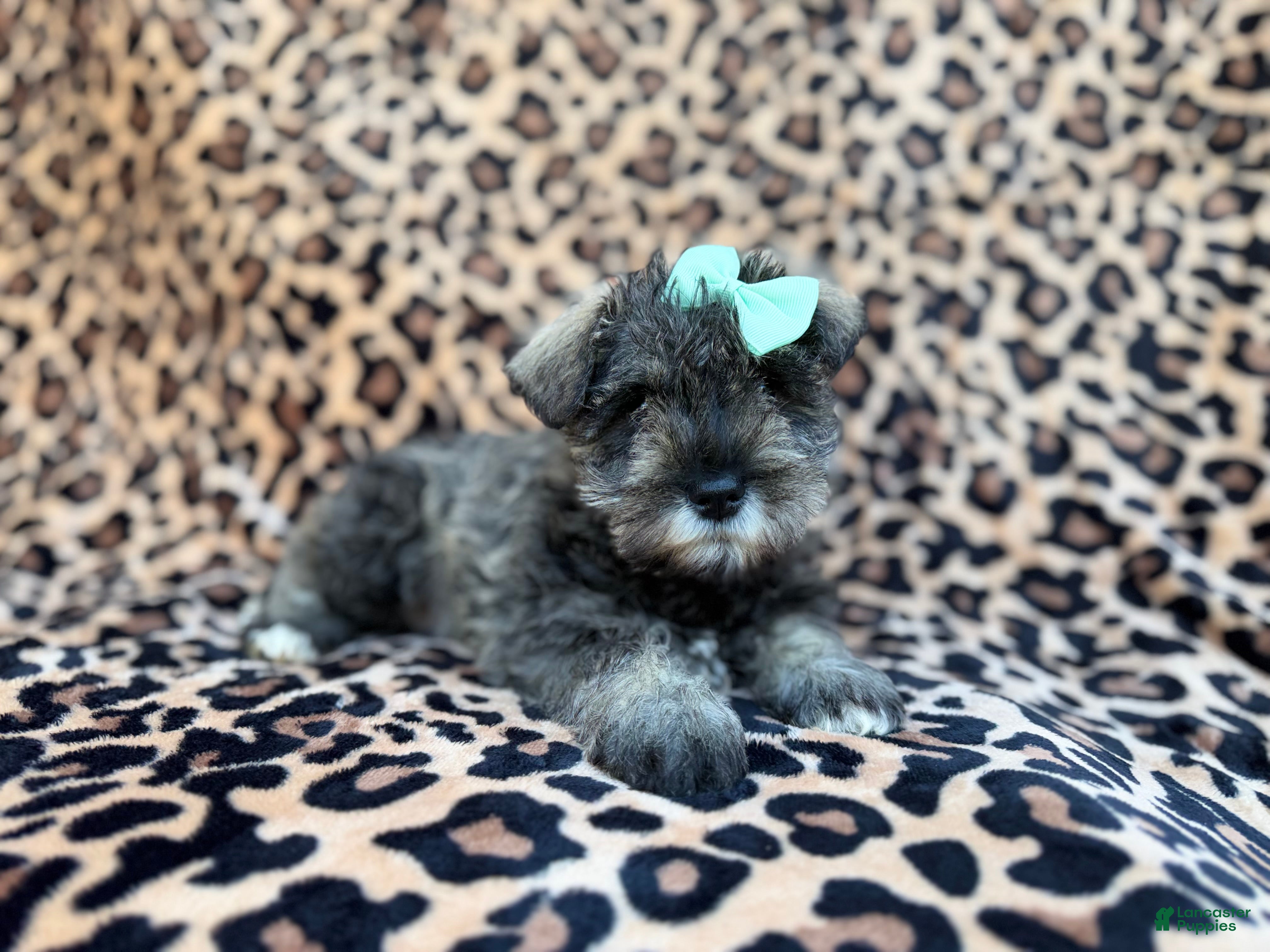 Miniature Schnauzer dogs Pickles - Ad 2