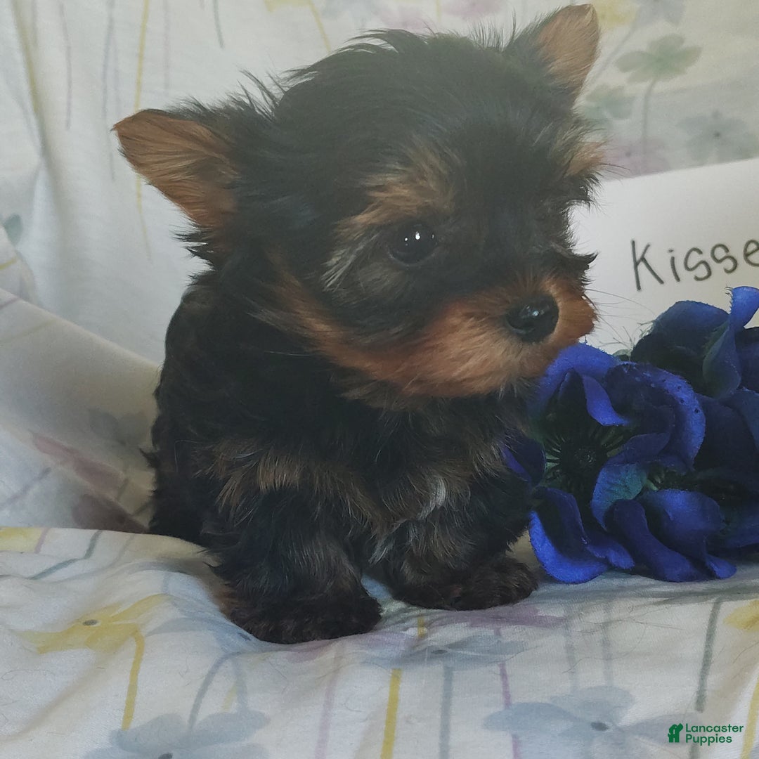 Yorkshire Terrier dogs for sale: Mr. Kisses - Ad 2