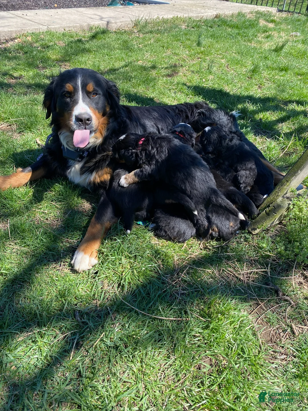 Bernese Mountain Dog dogs for sale: Orange - Ad 2