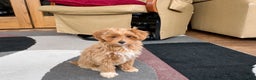 Maltipoo dogs for sale: Maltipoo Puppy 4 male  - Ad 5