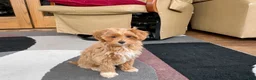 Maltipoo dogs for sale: Maltipoo Puppy 4 male  - Ad 5