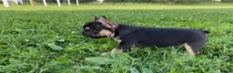 French Bulldog dogs for sale: Midnight-frenchie - Ad 4