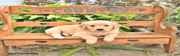 Golden Retriever dogs for sale: Dylan - Ad 3