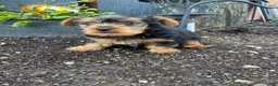 Yorkshire Terrier dogs for sale: Timmy - Ad 2
